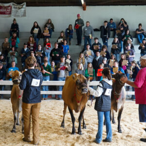 NC 4H & FFA All Breeds Dairy Show